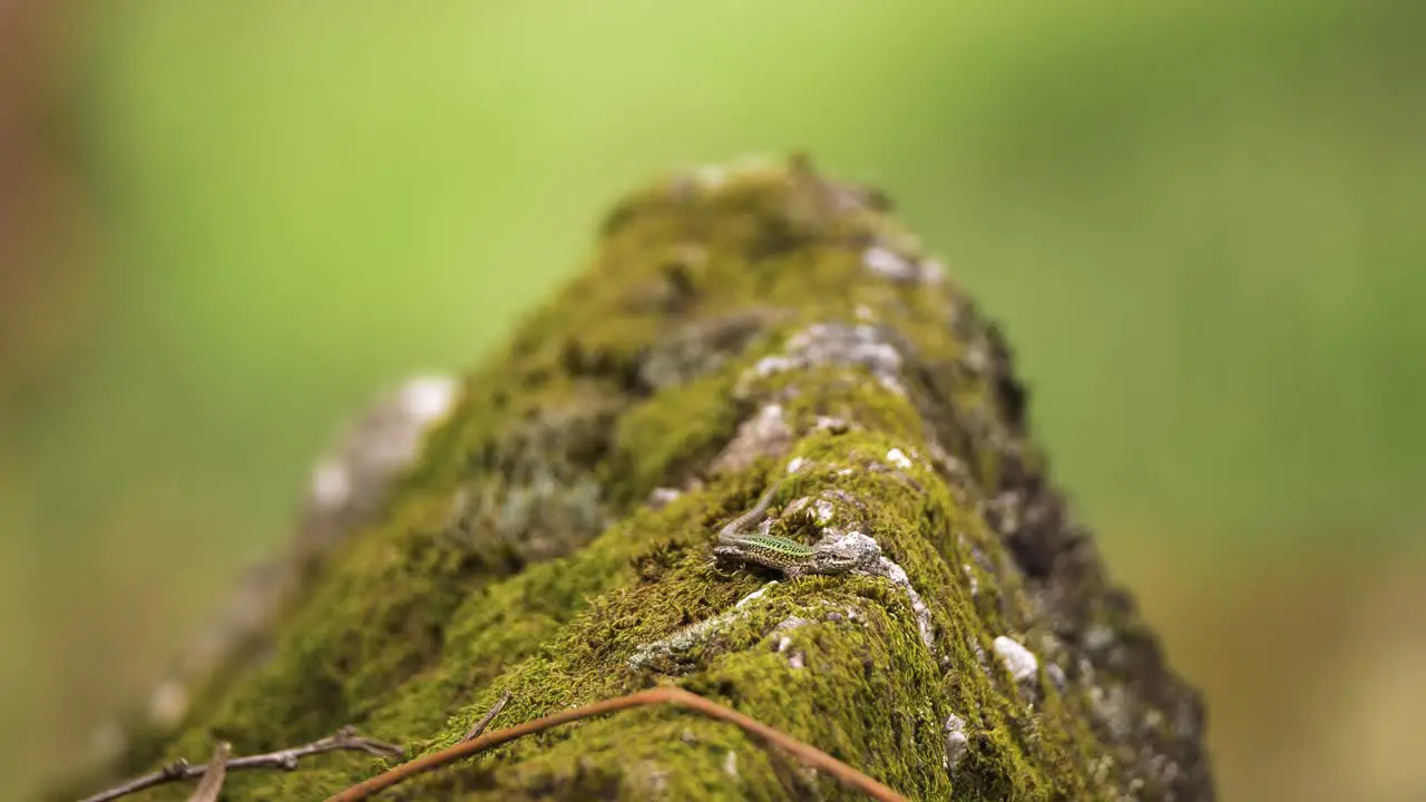 Iberian Wall Lizard resting in a mossy rock at sun