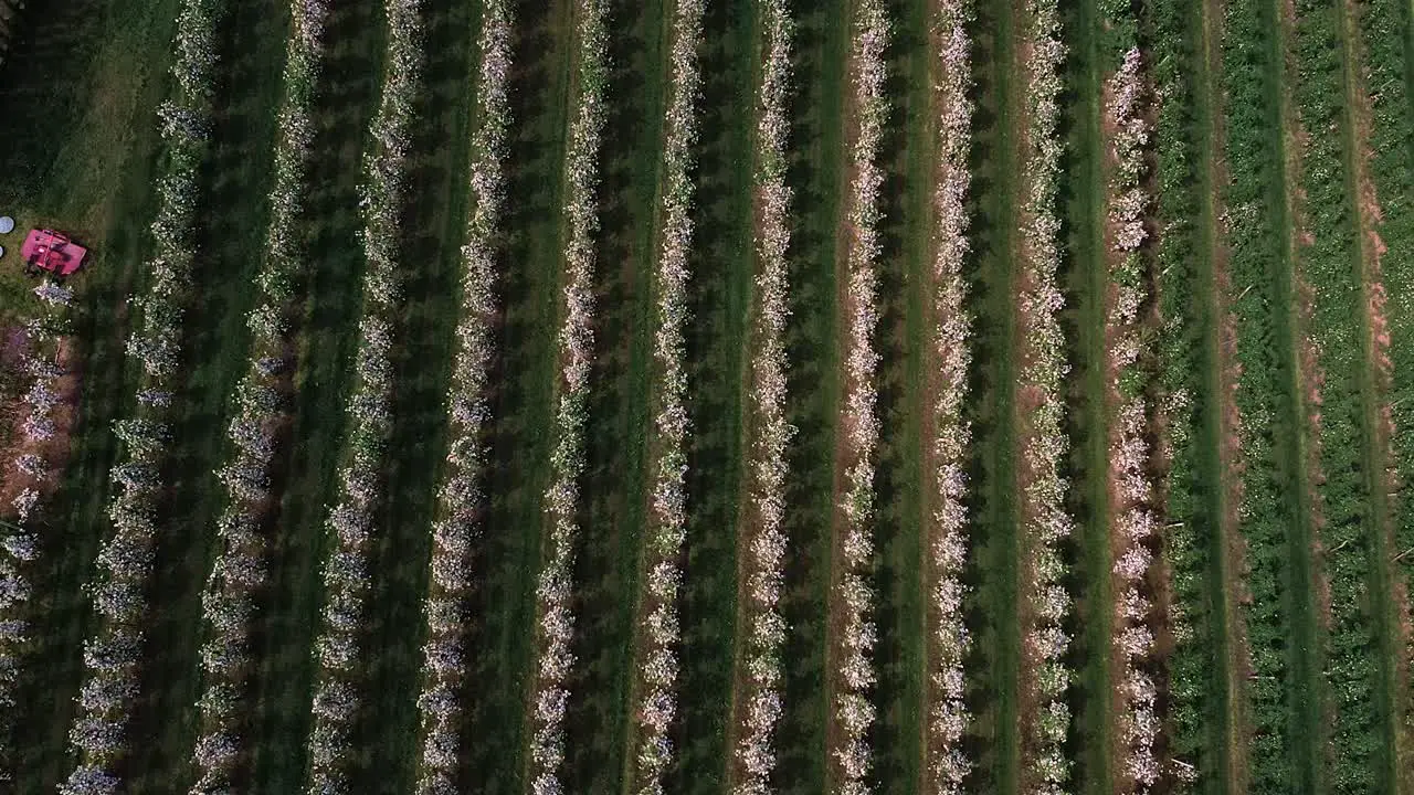 flying over blooming apple tree garden drone shot