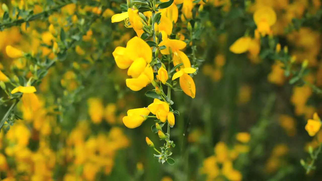 New Zealand Scotch Broom Blossom