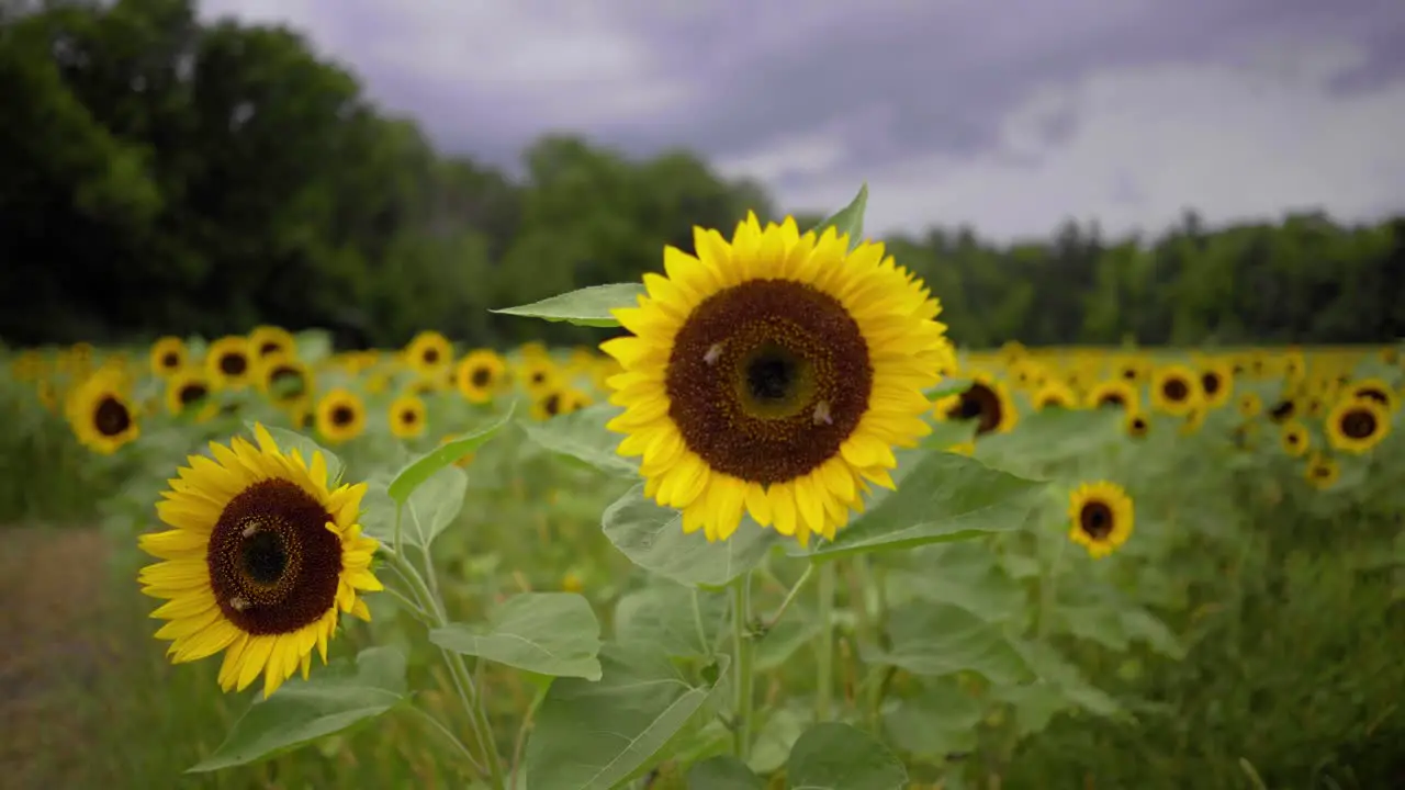 Medium shot of sunflowers blowing in the wind on a summer or spring day