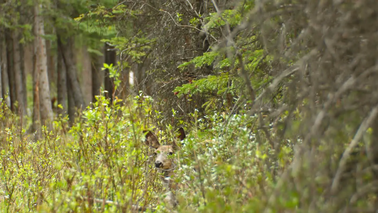 Deer hiding in the bush