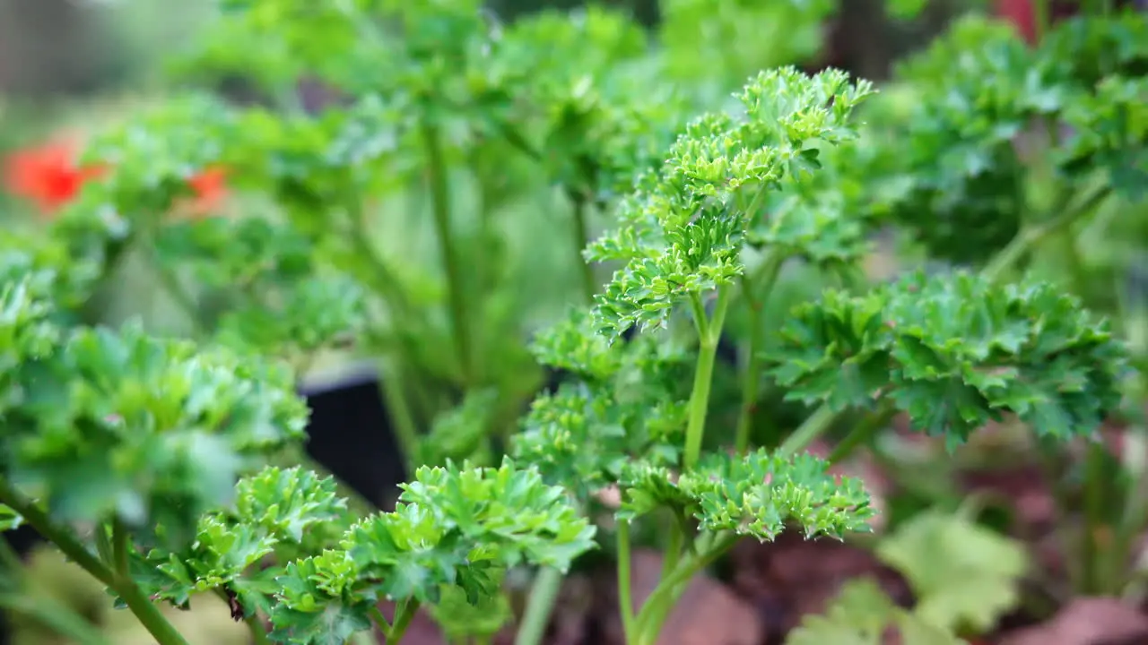 The herb parsley blowing in the breeze in the herb garden