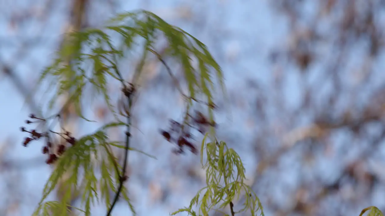 Acer palmatum Dissectum leaf with seed and flower CU