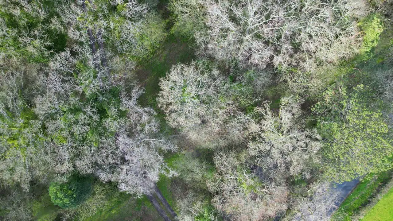 Overhead footage of Bere Forest Hampshire in spring with trees coming into leaf just above tree tops on sunny day