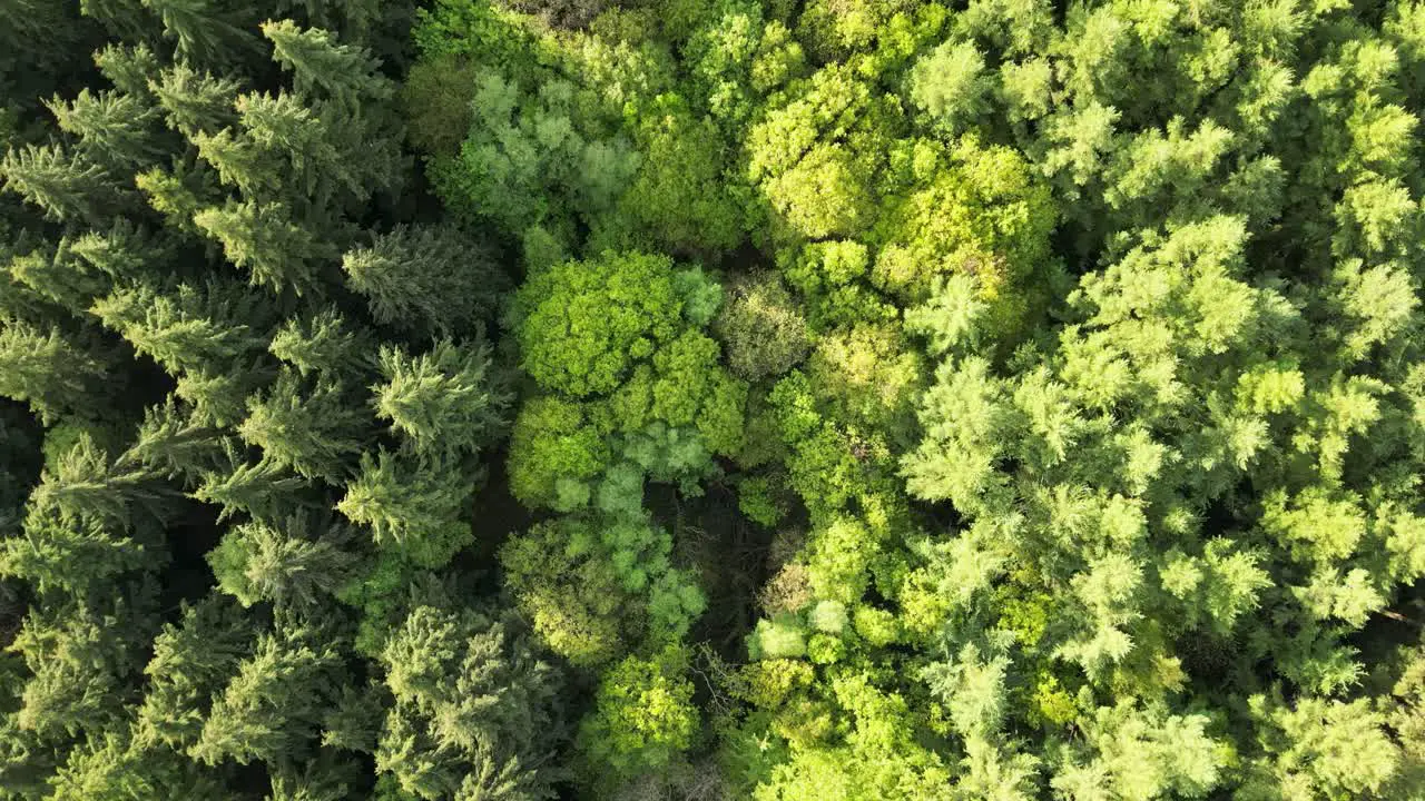 Overhead footage of Bere Forest Hampshire in spring with mixed trees coming into leaf very vibrant flying just above tree tops on sunny day