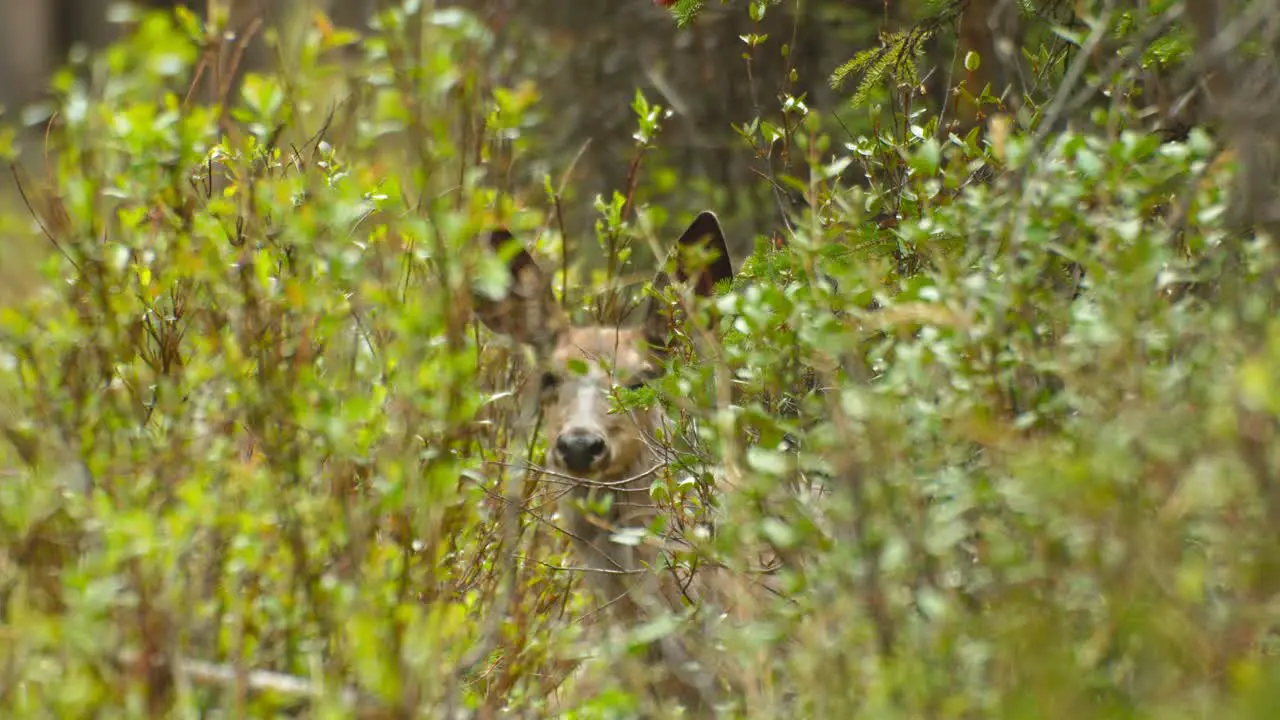 Deer looking from a bush