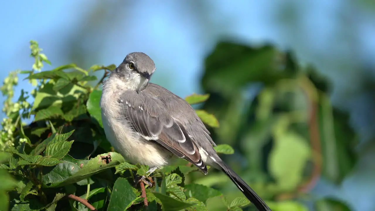 A northern mockingbird preening it feathers in the morning while sitting on a small branch of a tree