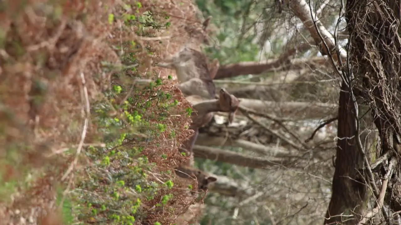 deer in the New Forest clip 7