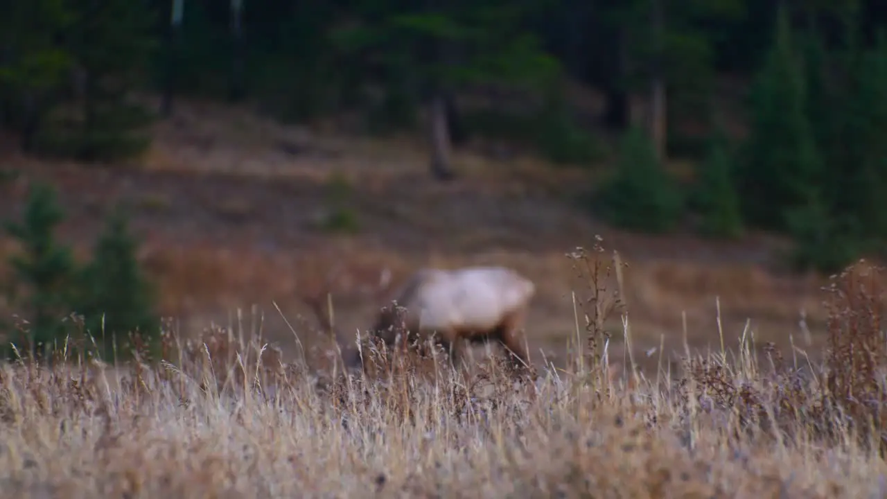 Yellow grass with Elk bull male in background grazing in autumn