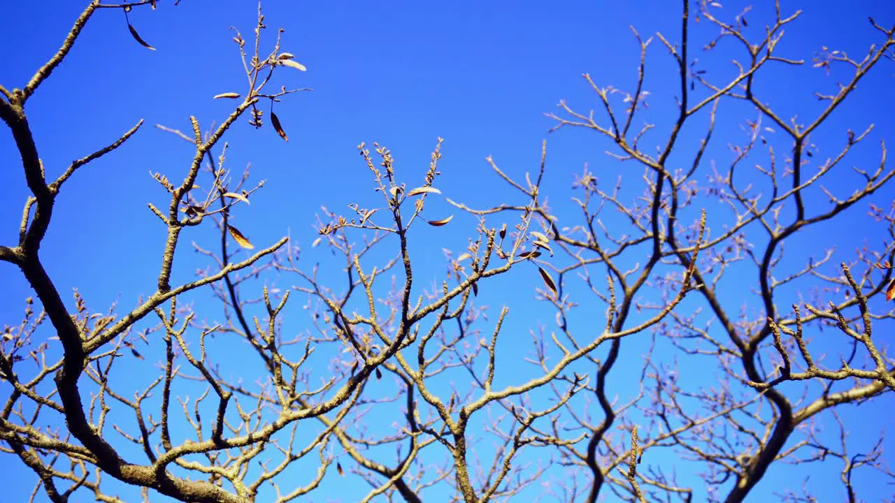 Still shot of the Branches on mountains with clear sky