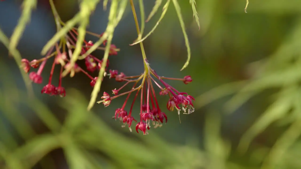 Acer palmatum Dissectum leaf with seed and flower 3 CU