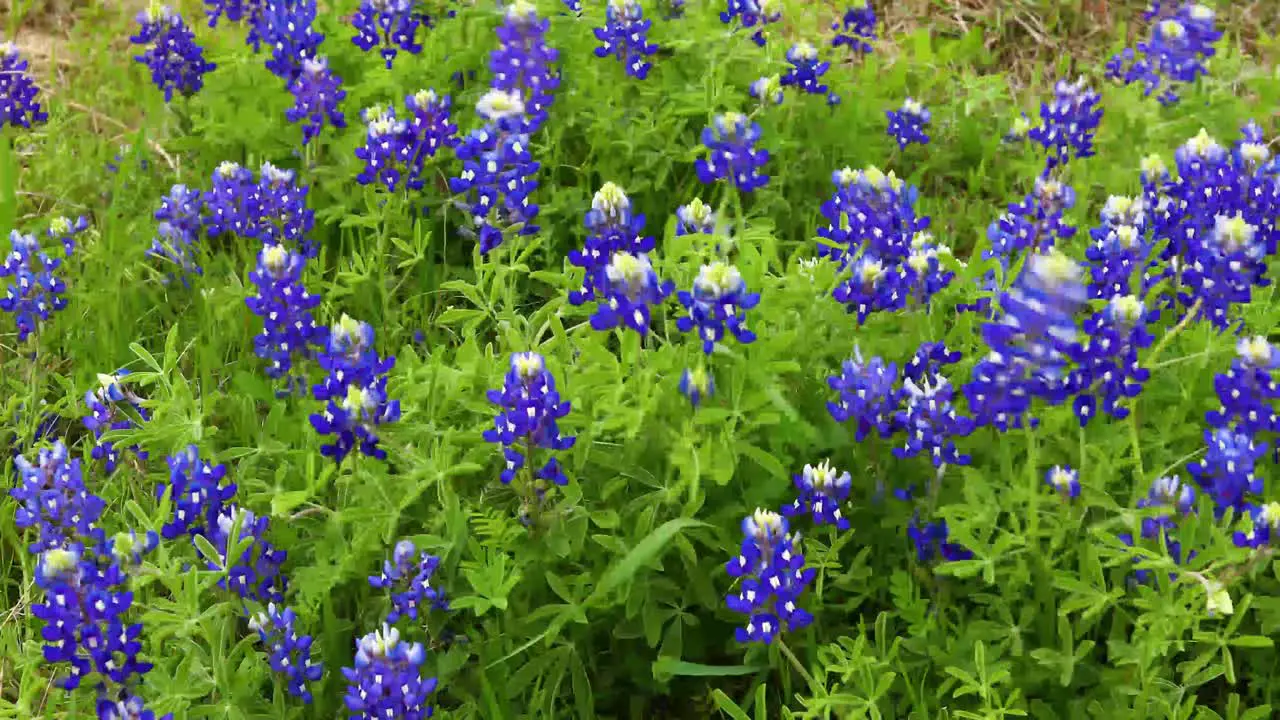 Bluebonnet flowers blowing in the wind