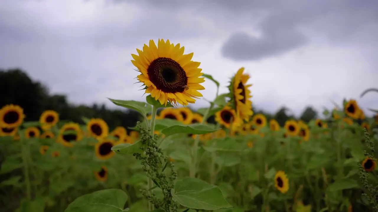 Low angle medium shot of a sunflower in a sunflower farm on a summer day