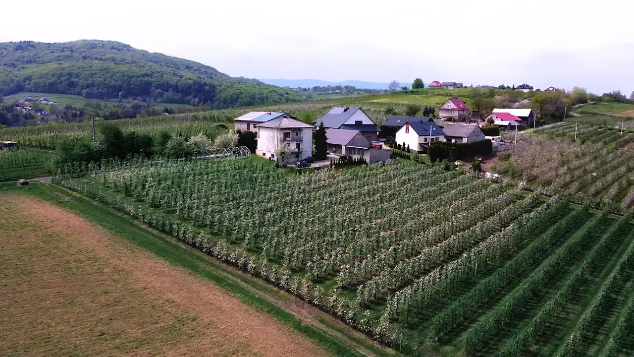 huge blooming apple tree garden aerial shot