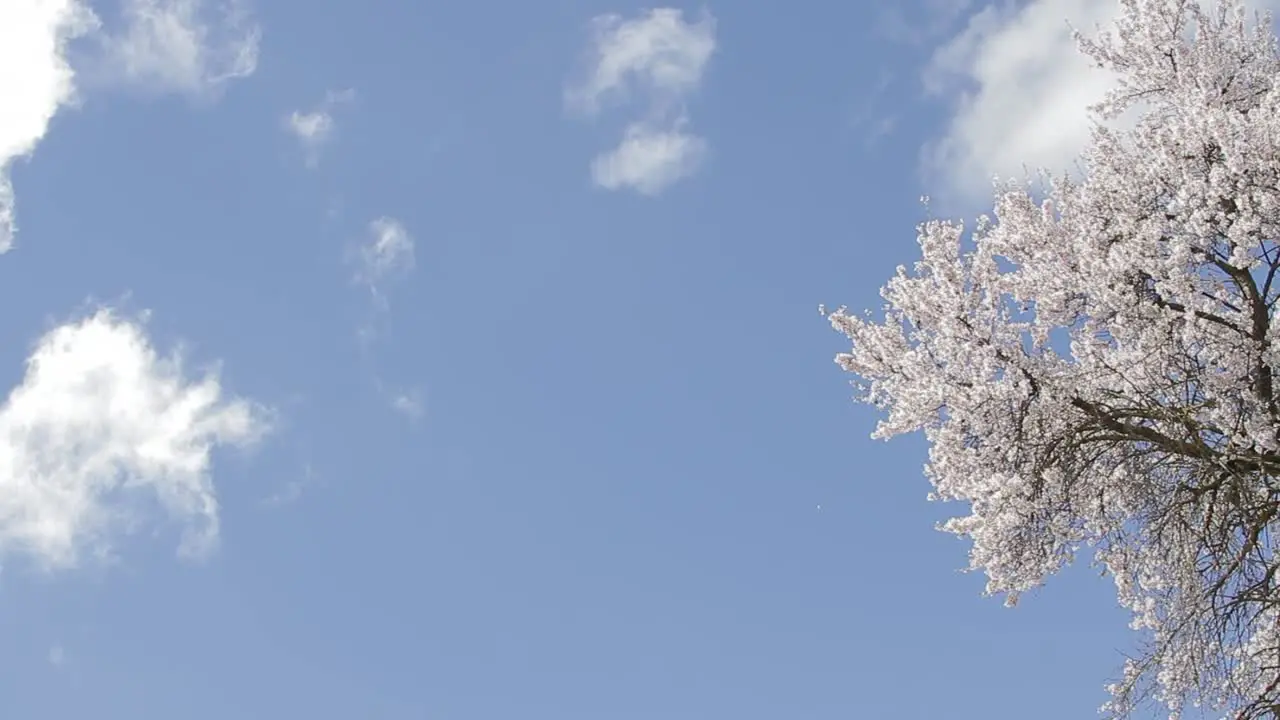 Japanese Tree