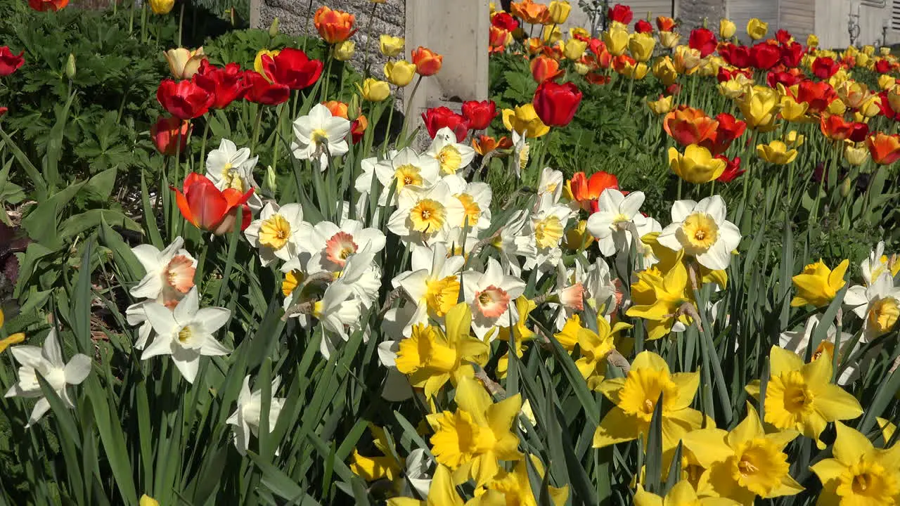 Flowers Daffodils Zoom In