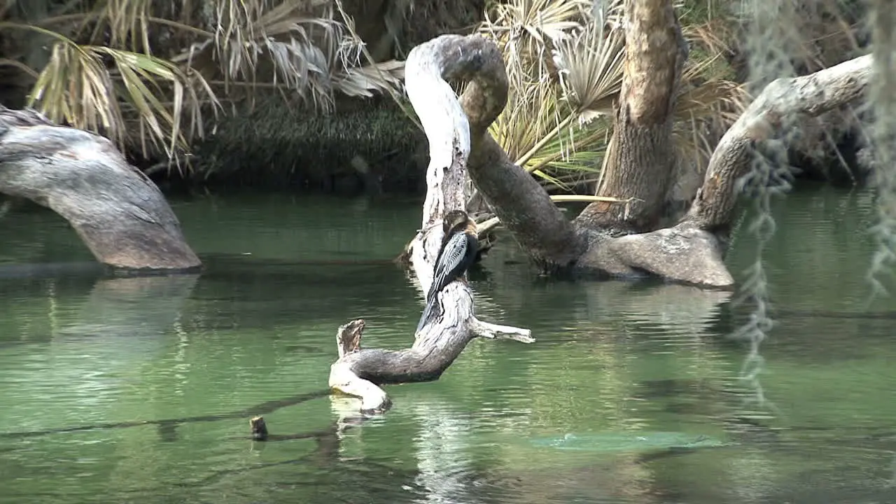 Florida spring with bird and fish