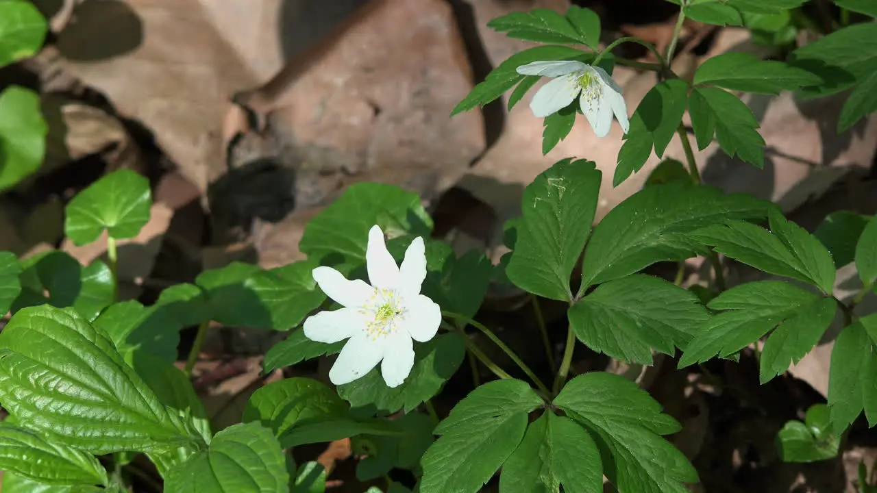 Nature White Flower Green Leaves And Brown Leaves