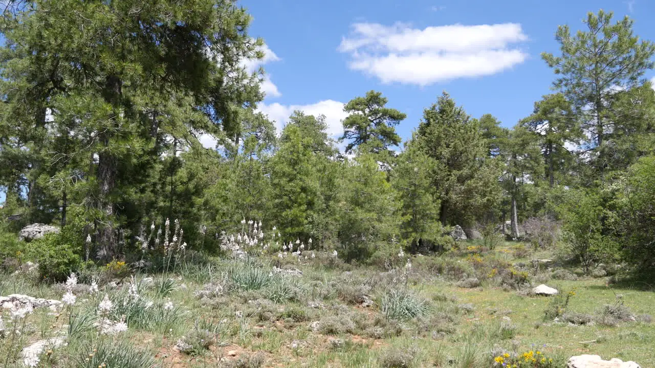 Spain Serrania De Cuenca Pines With Cloud