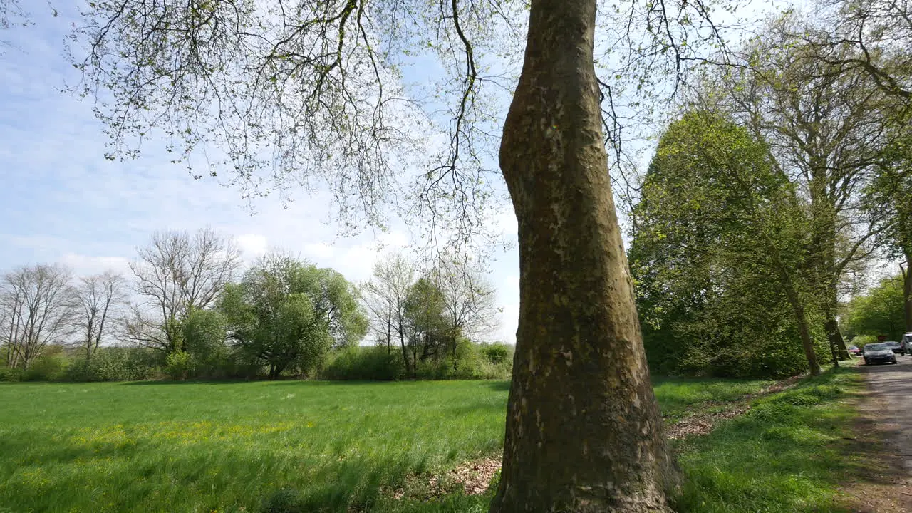 France Tilts Up Large Tree