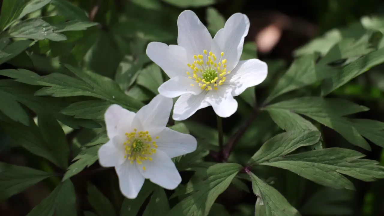 Delicate white Wild Anemone flowers bloom in the spring sunshine in and English wood