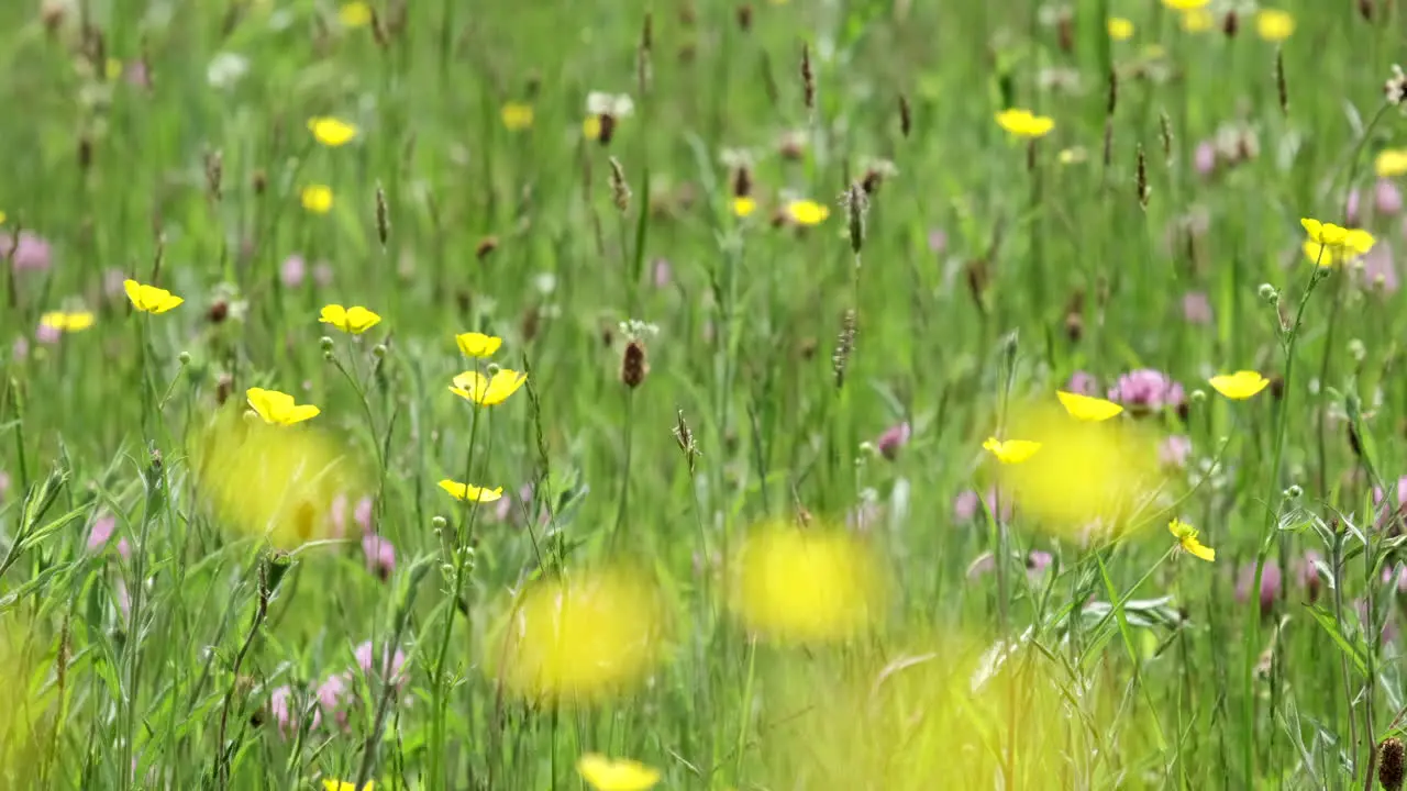 Spring flowering yellow Buttercups in an old Meadow Worcestershire England