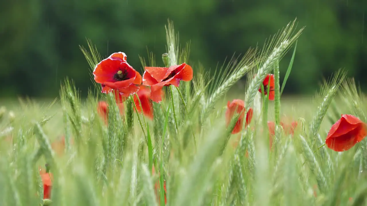 Poppy Flowers with Raindrops in a Corn Field during Rain in Spring