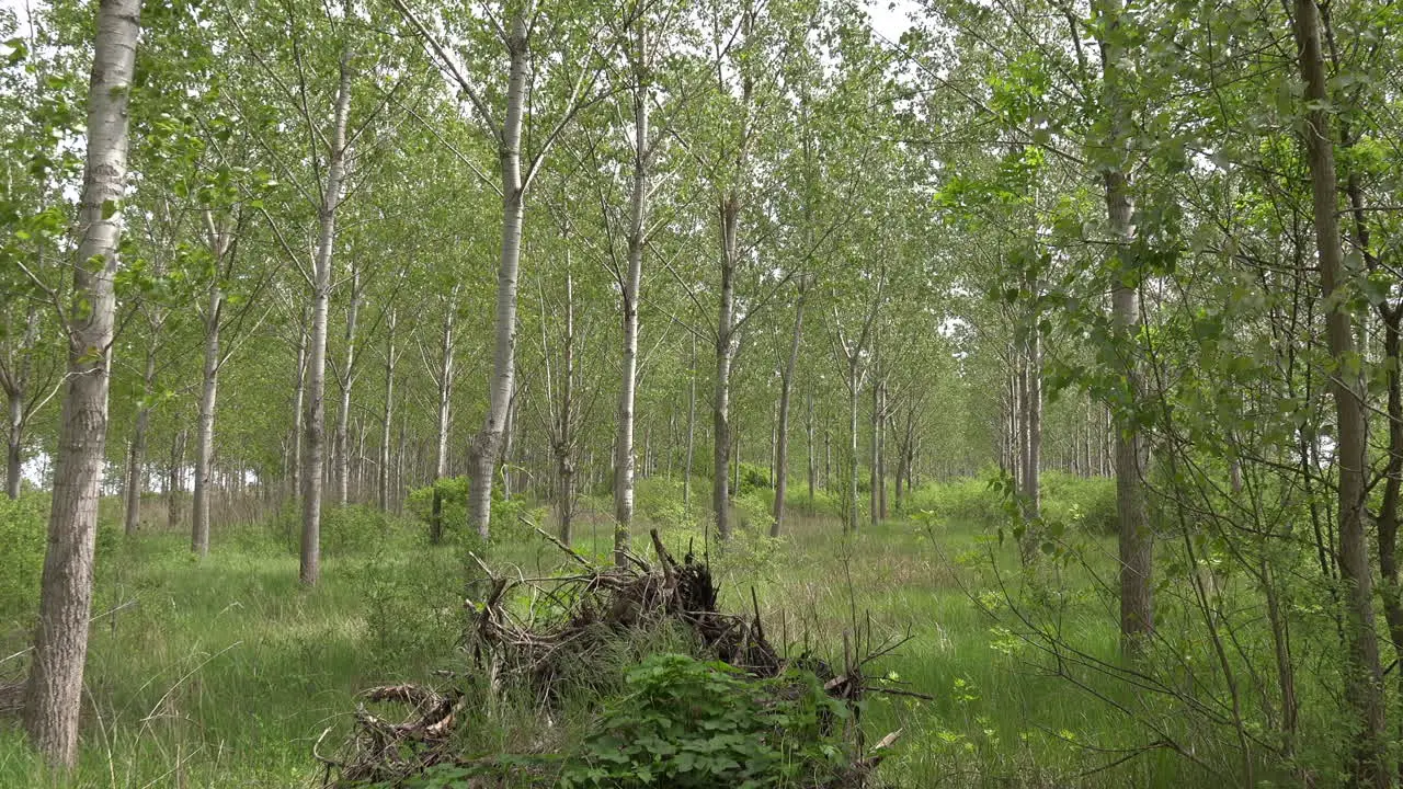 Cottonwood tree forest and wooded landscape in spring