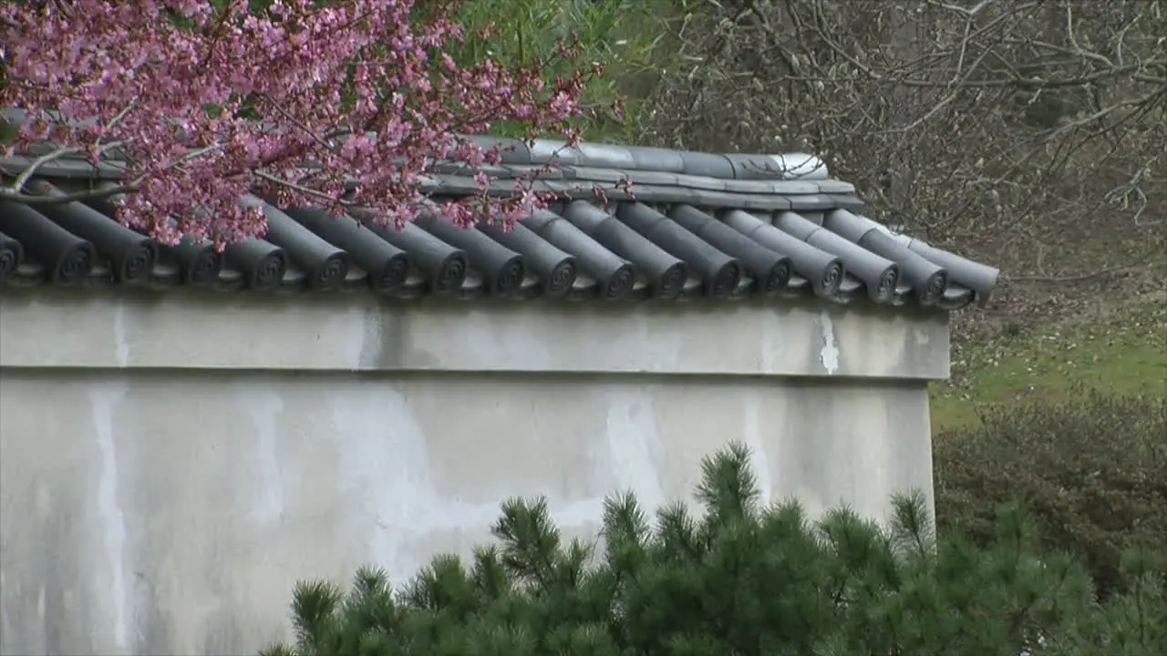 Wall topped with tiles and plum tree in blossom