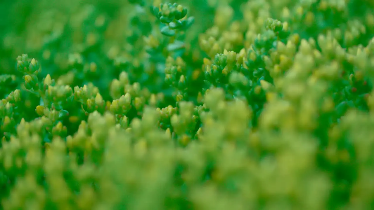 Closeu up of green plant