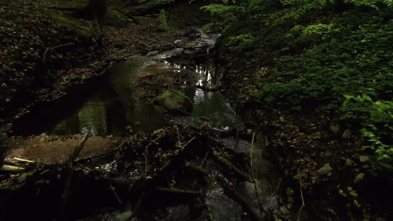 Fallen tree over a flowing creek