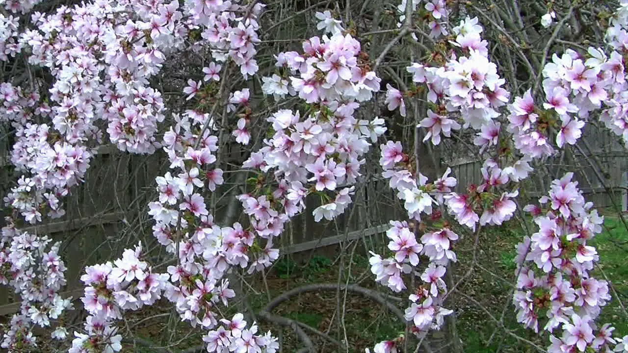 Camera jibs diagonally downward across weeping cherry tree covered with blossoms