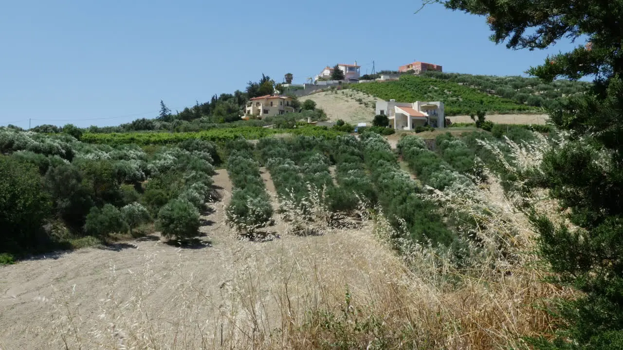 Greece Crete Orchard And Farms