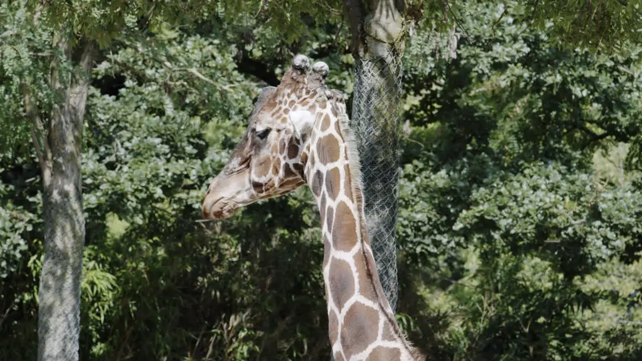 Group of Giraffe in The Zoo Eating