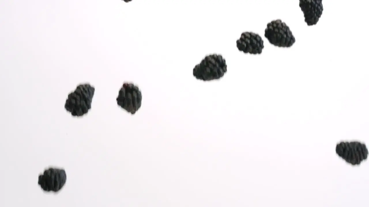 Blackberries falling in slow motion on white studio backdrop in 4k