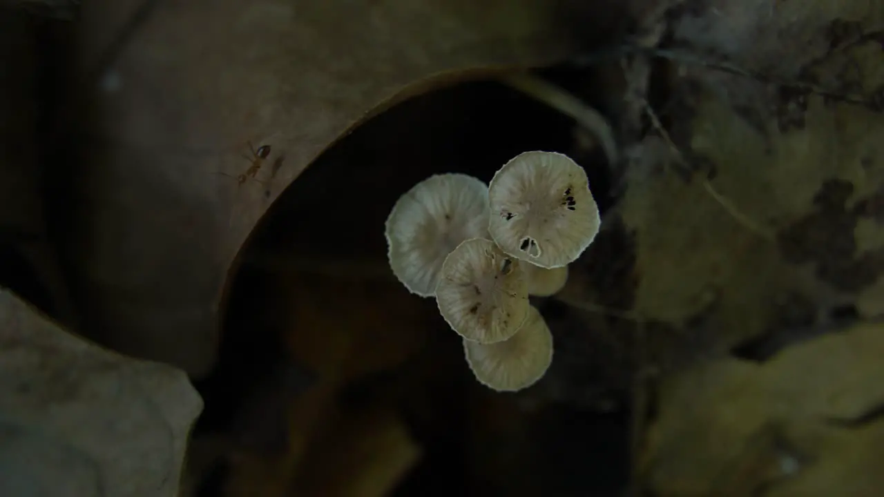 Mushroom blooming in the forest