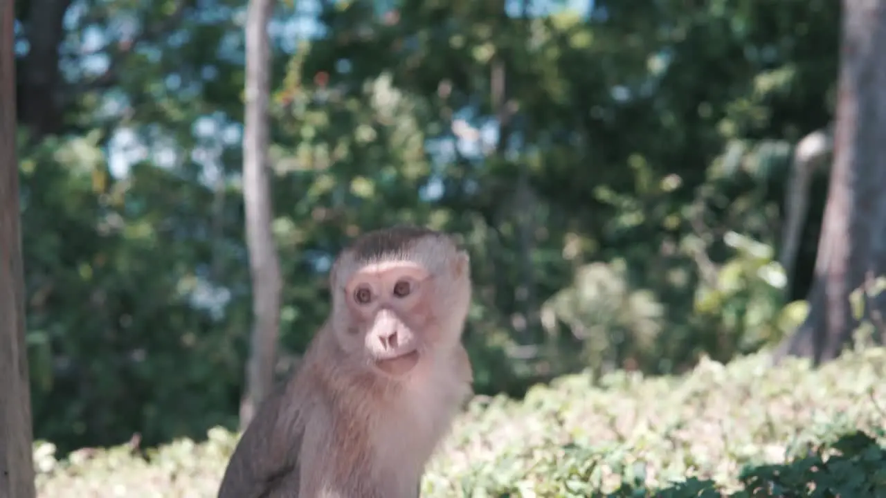 Bored monkey chewing food in nature