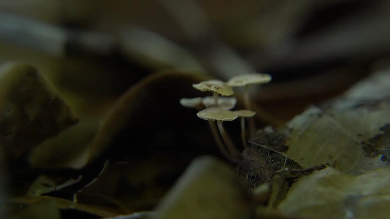 Mushroom is blooming in the forest