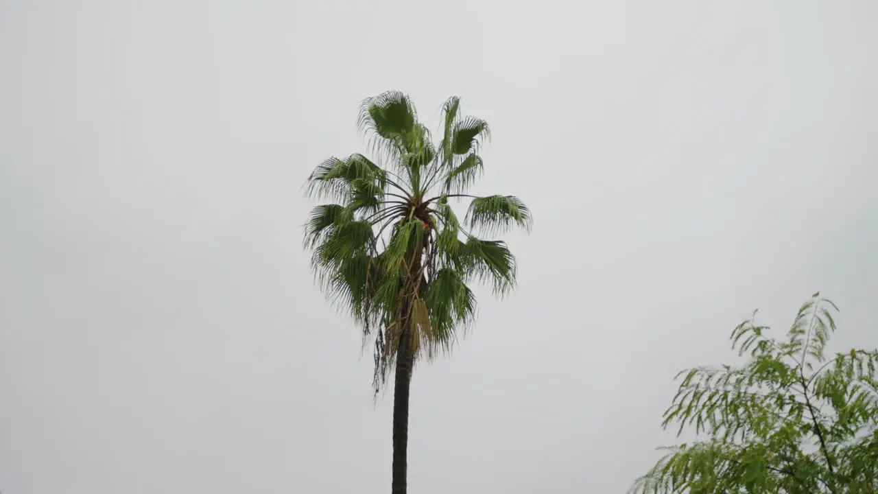 A Palm Tree in California in the Rain with a Cloudy Background