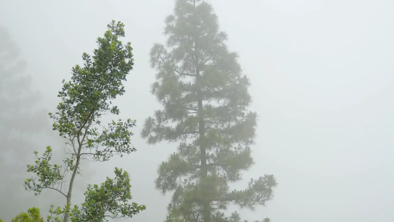 Foggy day in Tenerife mountain forest Moody atmosphere