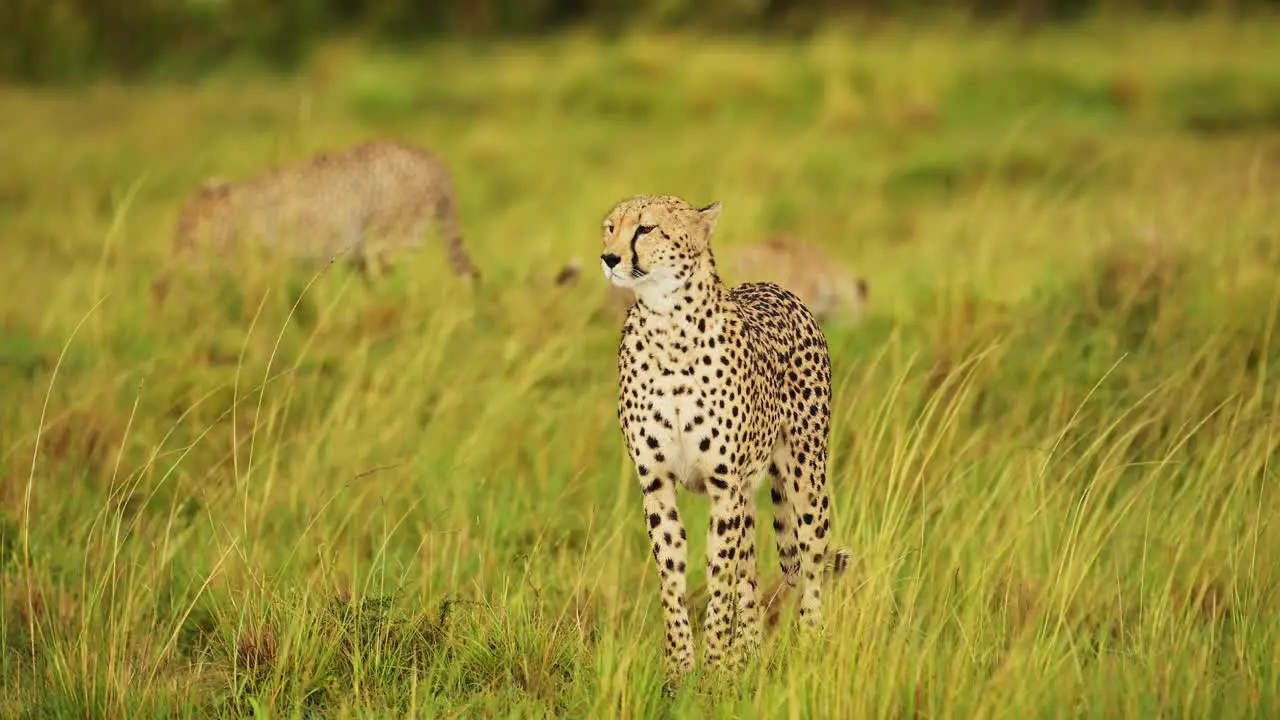 Slow Motion Shot of African Wildlife in danger in Maasai Mara National Reserve endangered animal need of protection and conservation in Kenya Africa Safari Animals in Masai Mara