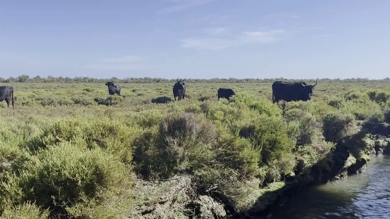 Oxen stand on the bank of a river and graze peacefully with young animals in the sun in good weather