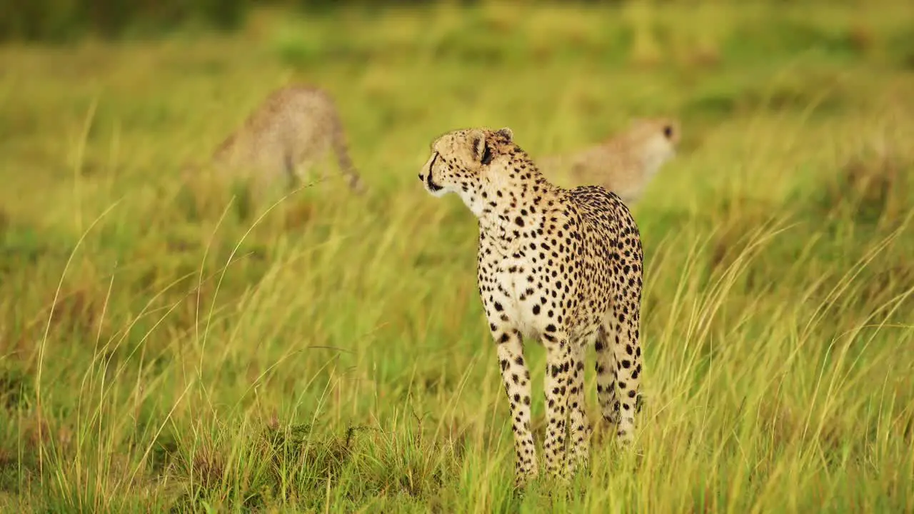 African Wildlife in danger in Maasai Mara National Reserve endangered animal need of protection and conservation in Kenya Africa Safari Animals in Masai Mara