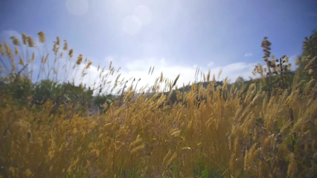 Golden Grass Blowing in Strong Wind