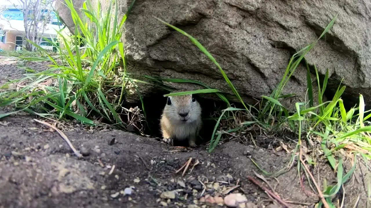 SLOW MOTION A little Prairie Dog sticking its head out of a hole under a rock in a park on a sunny day in Alberta Canada