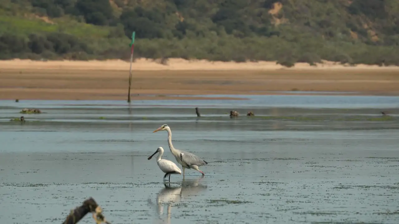 Eurasian Spoonbill is a Distinctive large white wading bird with a spatula for a bill