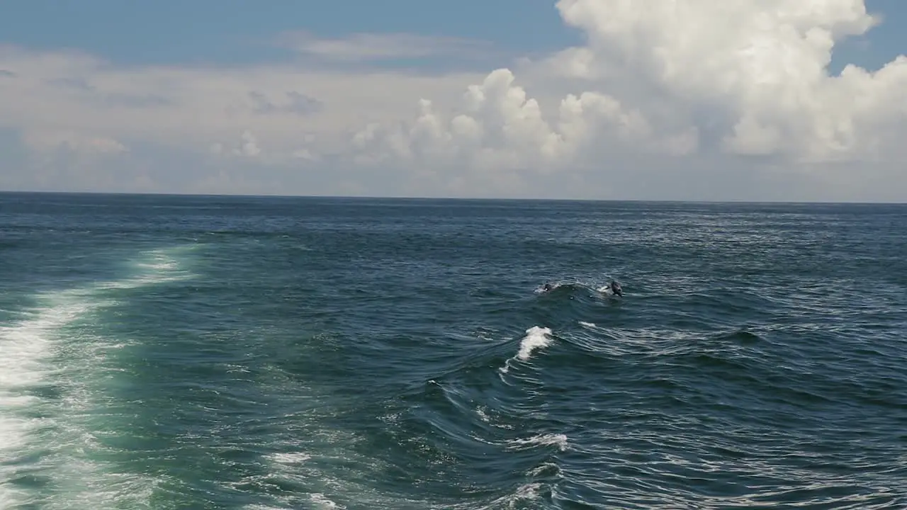 A slow-mo shot of Dolphins jumpings waves created by a catamaran's engines