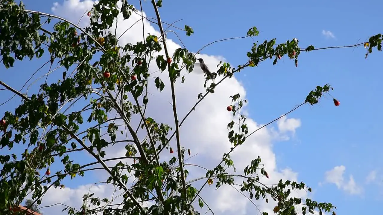 Beautiful slow motion shot of a Hummingbird Collecting Nectar