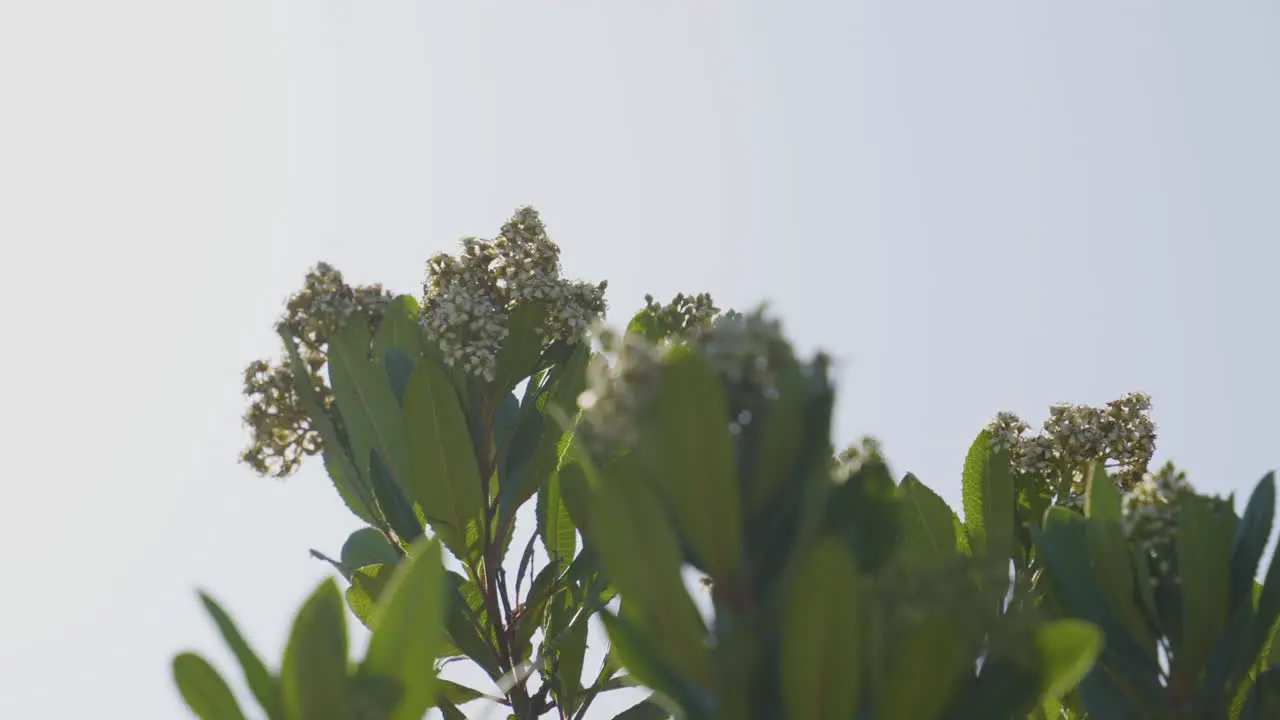 Close up shot of Firedance Dogwood flowers blowing in the wind against a pale blue sky located at the Hollywood Hill Southern California