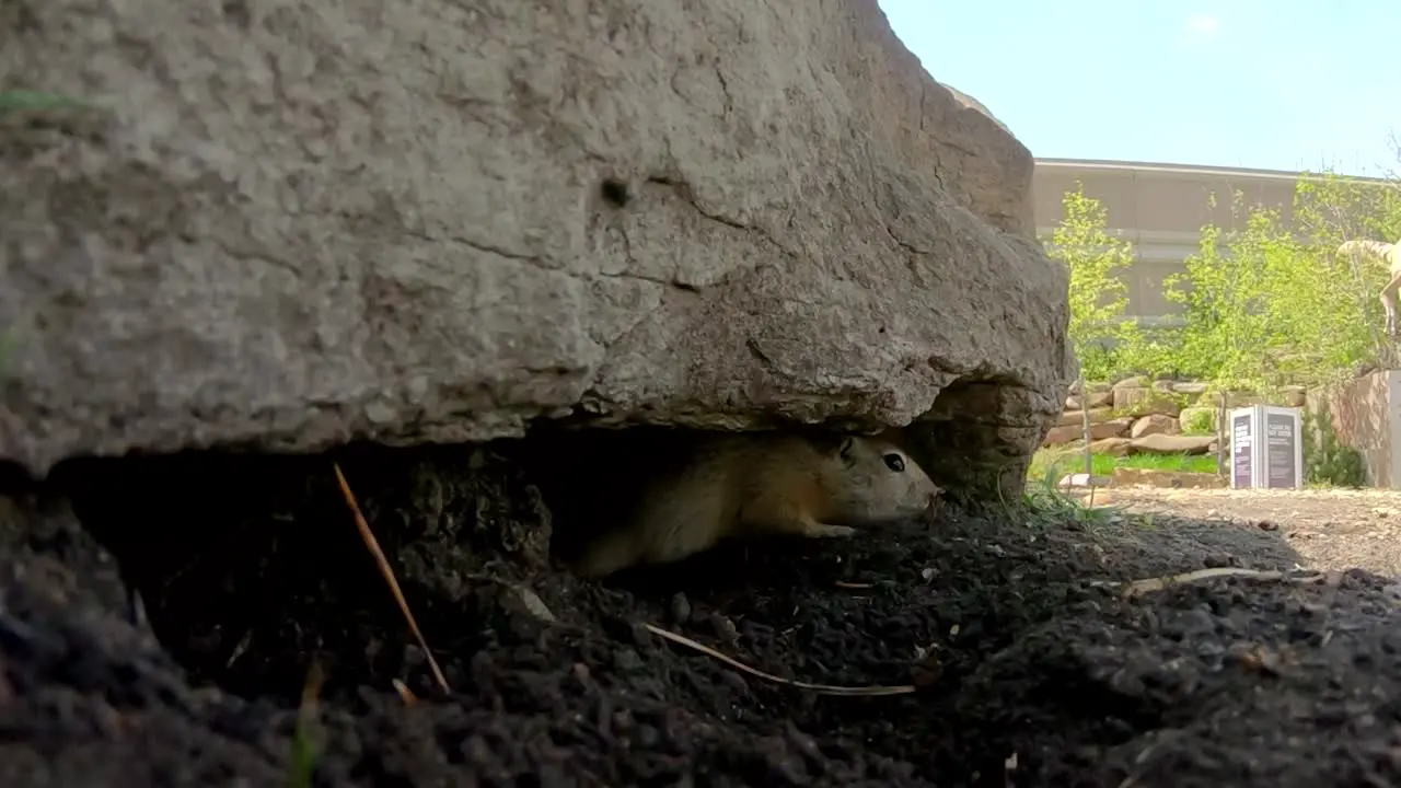 SLOW MOTION A little Prairie Dog sticking its head out of a hole under a rock in a park and runs away on a sunny day in Alberta Canada